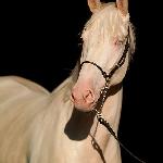Tennessee<br />&copy; Palomino & Cremello Jaskulscy