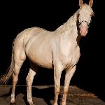 Tennessee<br />&copy; Palomino & Cremello Jaskulscy