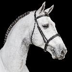 Dallas VDL / Indouglas van het Bevrijdthof<br />&copy; VDL Stud