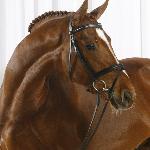 Lodestar (Blue Hors Lodestar)