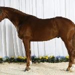 Lodestar (Blue Hors Lodestar)