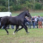 Jurand