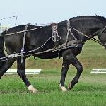 Jurand