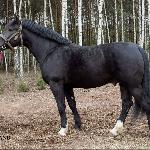 Jurand