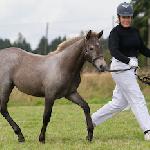 Fieldhill Ace Girl