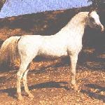 Aramis / Aramus