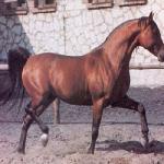 Druch
