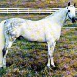 Drużba