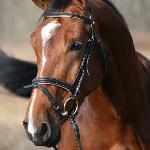 Kontador v.d. Doorndonkhoeve D'12