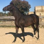 Faraon