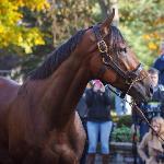 American Pharoah