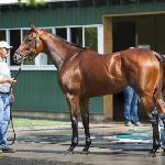 American Pharoah