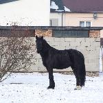 Atena
