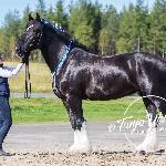 Broomsgrove Nerys