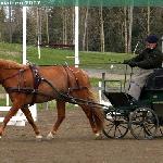 Kissanainen