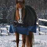Kissanainen