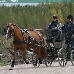 Kissanainen