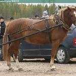 Lumivalko