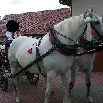 Furia