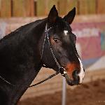 Astor - luty 2014<br />&copy; Klaudia Lorenc