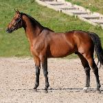 Urano de Cartigny<br />&copy; Haras d'Elle