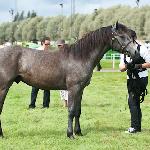 Fieldhill Mac Murra