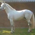 Arsen