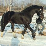 Rejtan