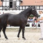 Barbakan - ZT Książ 2015<br />&copy; Katarzyna Broda (faraa)