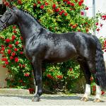 Narwik