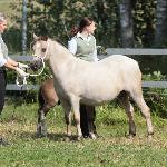 Rhydyfelin Silk Beauty (Rhyd-y-Felin Silk Beauty)