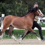 Moondelight Guinevere