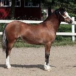 Moondelight Guinevere