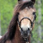 Ohana Domhnall Dash<br />&copy; Hippos / Pirje Paananen