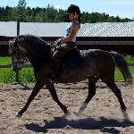 Sandhole Little Madam ex. Sandhole Little Madame