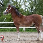 Whirlwind Sir Tristan