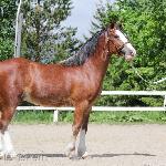 Whirlwind Sir Tristan