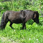 Almnäs Fabiola