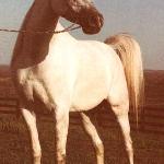 Polak