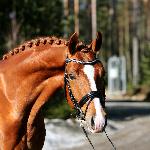 Fürstoil Carrus<br />&copy; Suomen Hippos / Pirje Fager-Pintilä