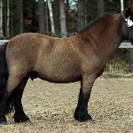 Kaunisrannan Izmo<br />&copy; Suomen Hippos / Leena Kahisaari