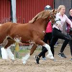 Moondelight d'Artagnan
