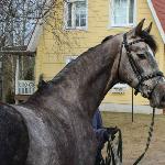 Quentina