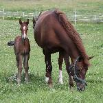 Amy Emmeline<br /><i>Horshaka Emmanuelle & Amy Emmeline</i>