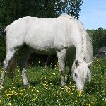 Sternbergs Little Beauty