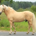 Arn de Gothia