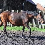 Baranya