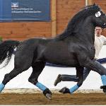 Dark Laes 008 (Laska Dark Laes)