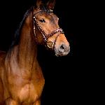 Scharlotte - Scharlotte 2020r.<br />&copy; Capricorn photography - Julianna Fabijaniak