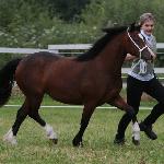 Moondelight Gwendolyn